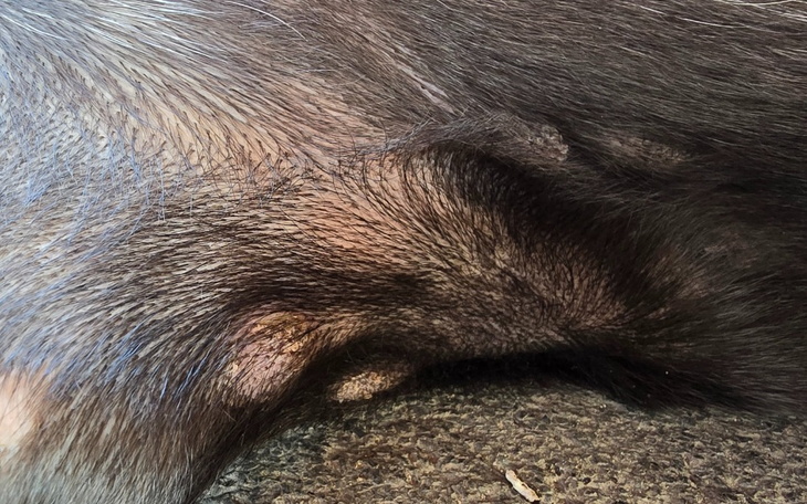 Zbiórka Na leczenie choroby skóry psiaka - zdjęcie główne