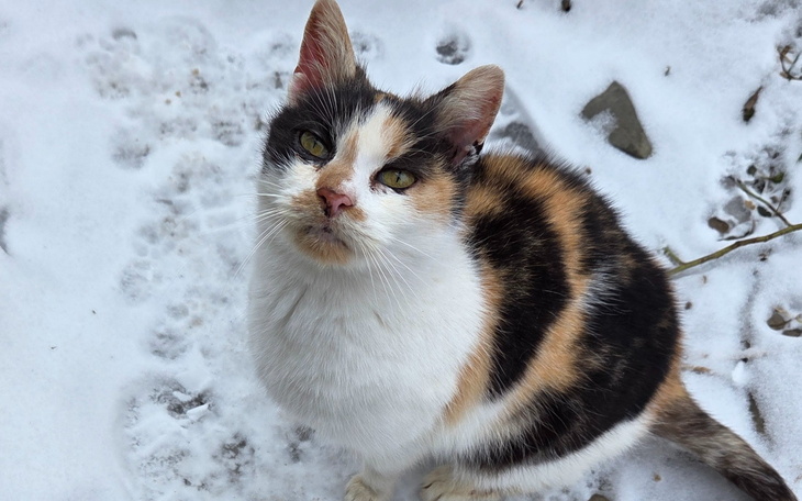 Kotka w kolorze tricolor na śniegu, patrzy w górę.
