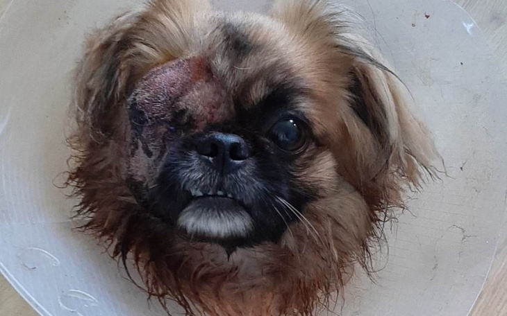 Zbiórka Dla Macza - zdjęcie główne