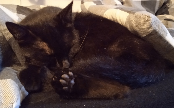 Zbiórka 3 kotki - zdjęcie główne