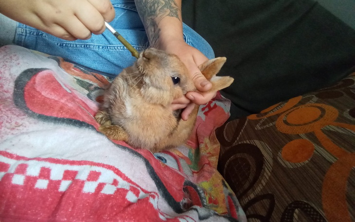 Zbiórka Uszatki - zdjęcie główne