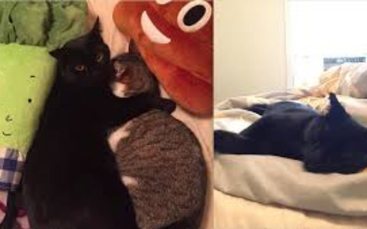 Zbiórka Lila kotka która chce żyć - zdjęcie główne