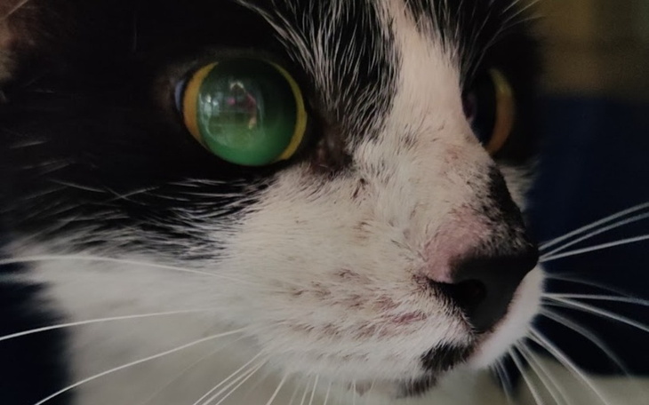 Kot z zielonymi oczami, z bliska, na tle ciemnym.