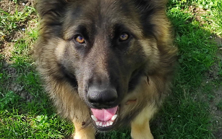 Zbiórka Żeby psy miały jedzenie - zdjęcie główne