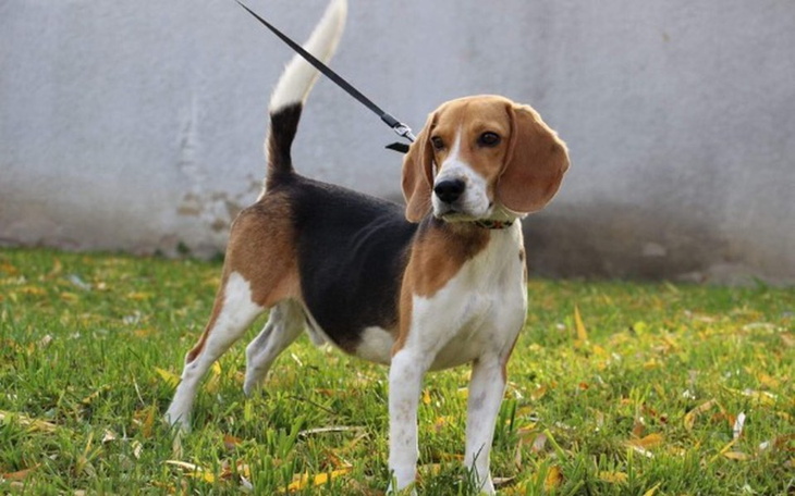 Zbiórka Podarujmy mu drugie życie!!! - zdjęcie główne