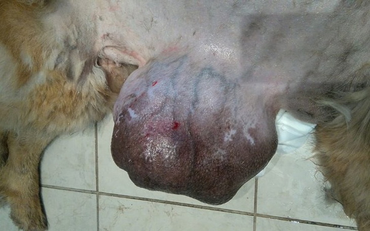 Zbiórka Diana - suczka z ogromnym  guzem - zdjęcie główne