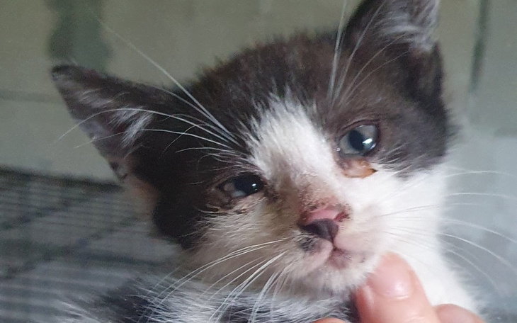 Zbiórka Na pomoc kociej matce i kociakom - zdjęcie główne