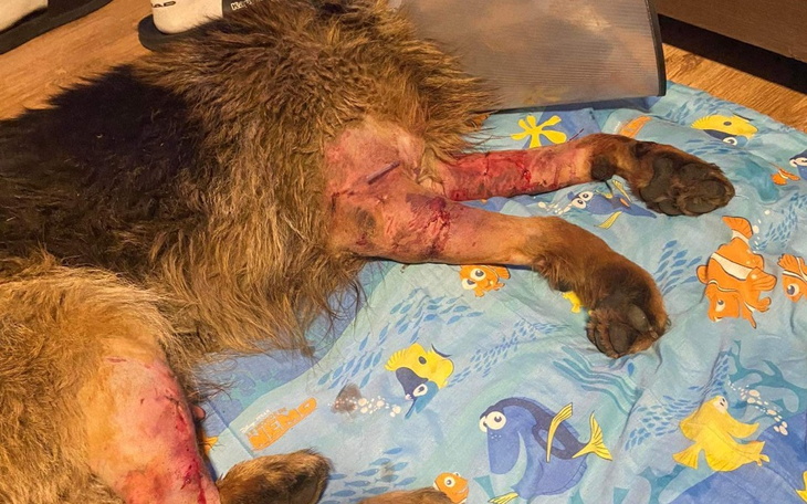 Zbiórka Na leczenie Ramzesa - zdjęcie główne