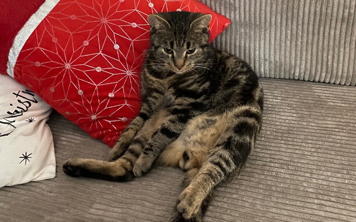 Zbiórka Na operację Tygrysa - zdjęcie główne