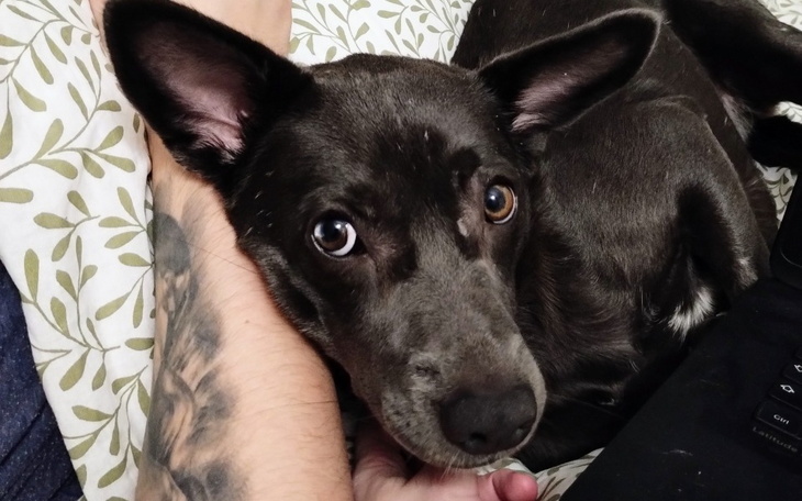 Zbiórka PIESKIE Popołudnie - kawiarnia - zdjęcie główne