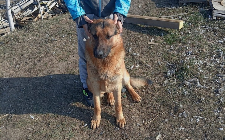 Pies siedzi na trawie, a osoba go głaszcze.