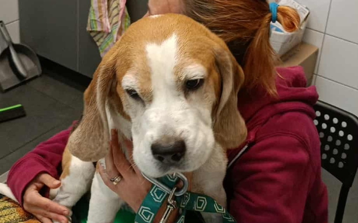 Beagle trzymany na rękach przez kobietę.