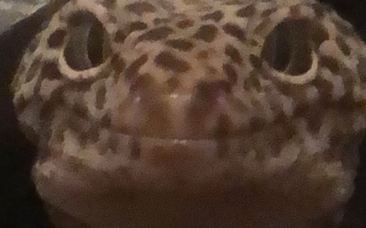 Zbliżenie na uśmiechniętego gekona, patrzącego w obiektyw.