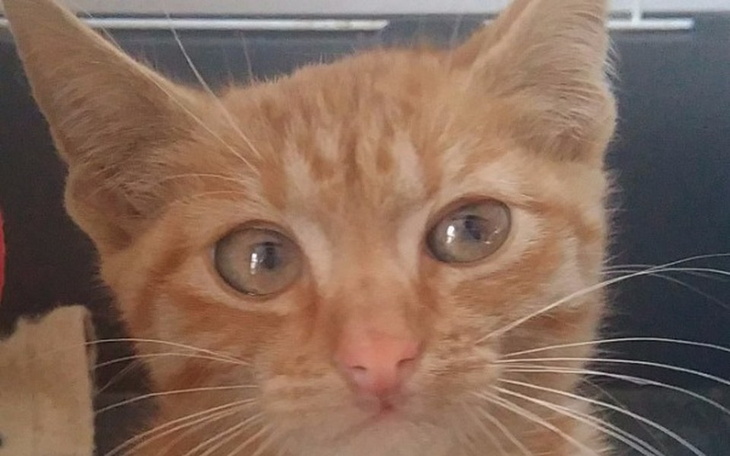 Rudy kot z dużymi oczami, patrzy w obiektyw.