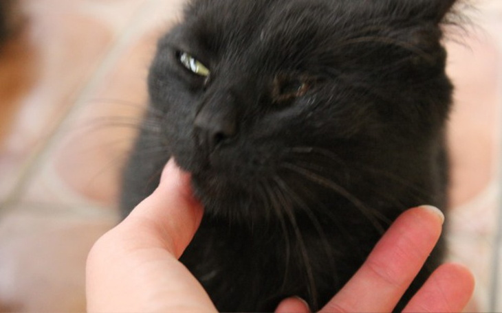 Zbiórka lecz komplikacji po koc. katarze - zdjęcie główne