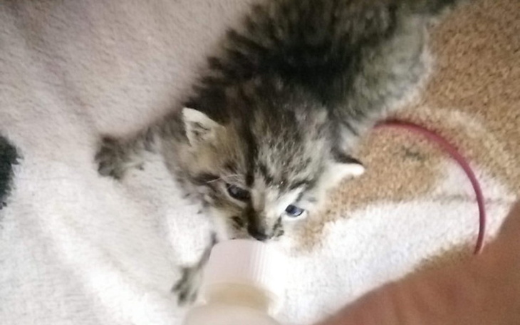 Zbiórka Uratuj maleńką sierotkę EMI - zdjęcie główne