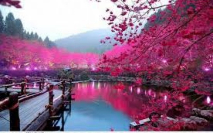 Zbiórka podróż do Krainy Kwitnącej Wiśni - zdjęcie główne