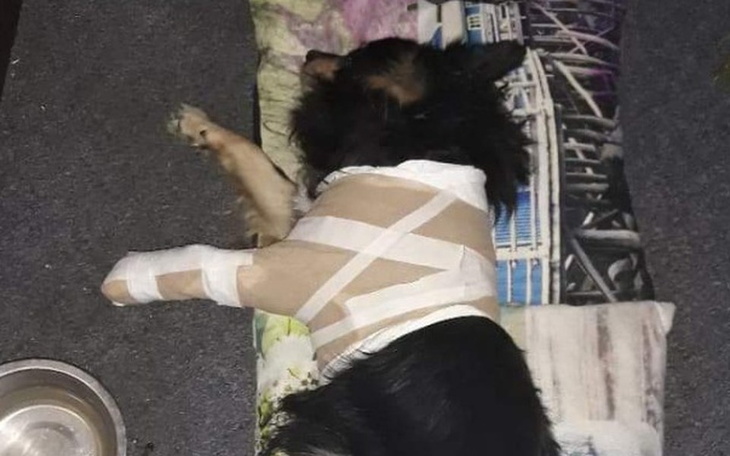 Zbiórka Operacja łapy Mikusia - zdjęcie główne