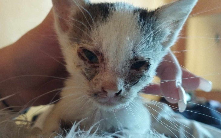 Zbiórka Leczenie bezdomnego małego kotka - zdjęcie główne