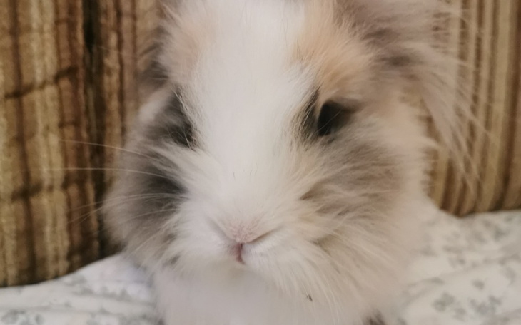 Zbiórka Na leczenie siekaczy królika - zdjęcie główne