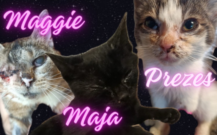 Zbiórka Akcja adopcionowa Zełka i Baśki - zdjęcie główne