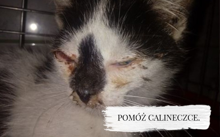 Zbiórka Calineczka prosi o pomoc. - zdjęcie główne