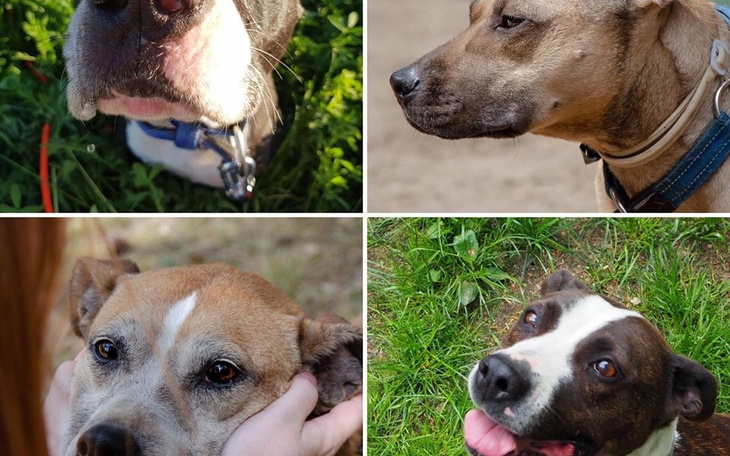 Zbiórka Dług hotelowy azylaków - zdjęcie główne