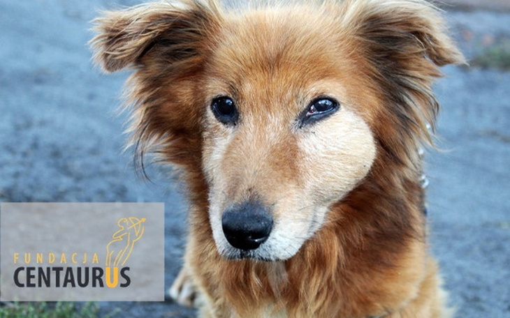 Zbiórka Uratuj Tymka. - zdjęcie główne