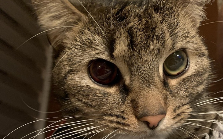 Zbiórka Leczenie kota Lucka - zdjęcie główne