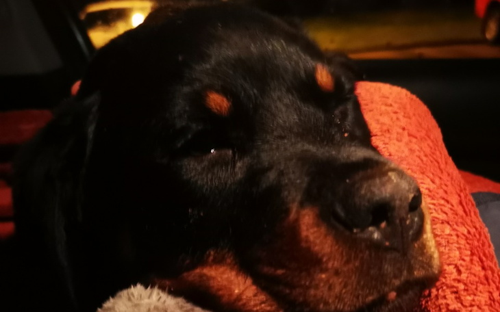 Zbiórka Ratunek dla rotka - zdjęcie główne