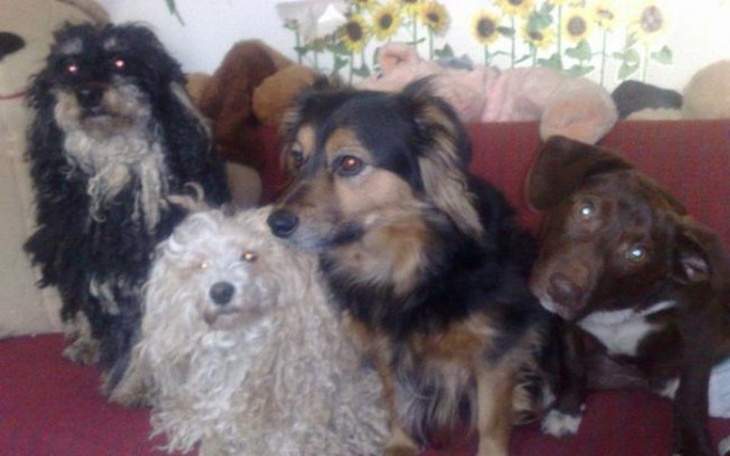 Zbiórka Godne warunki dla zwierzaków - zdjęcie główne