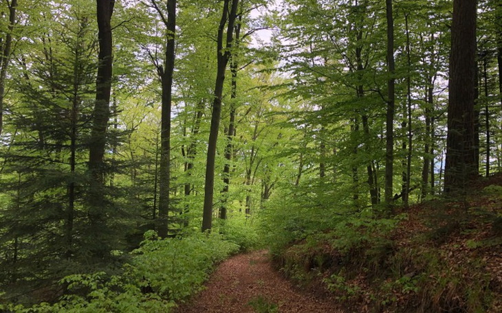 Zbiórka Domowe Hospicjum Nowosielce - zdjęcie główne