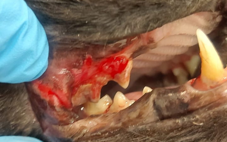 Zraniona szczęka zwierzęcia, pokazująca poważne obrażenia.