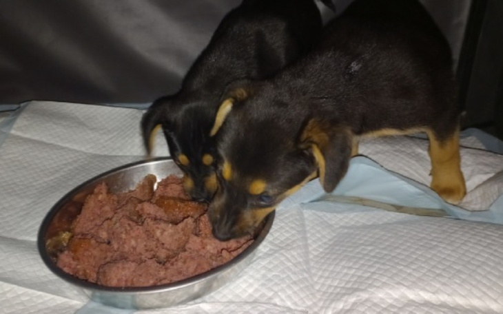 Zbiórka Ratujmy sunię i jej dzieci - zdjęcie główne