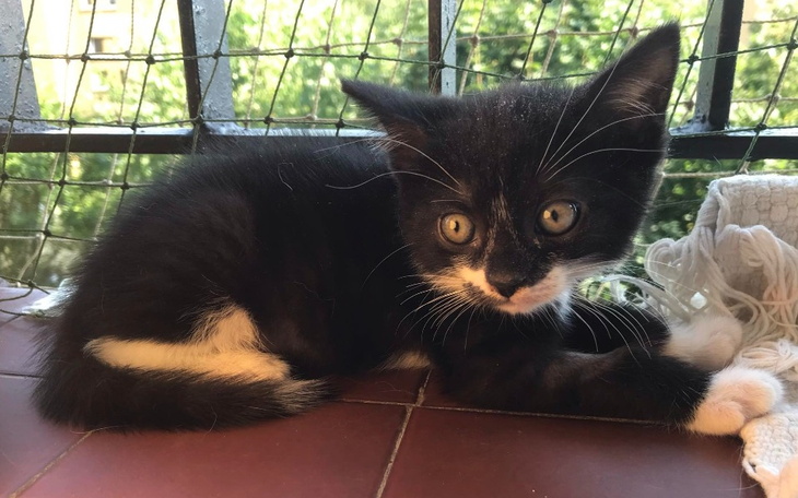 Zbiórka Pomoc dla kociaków - sierpień - zdjęcie główne