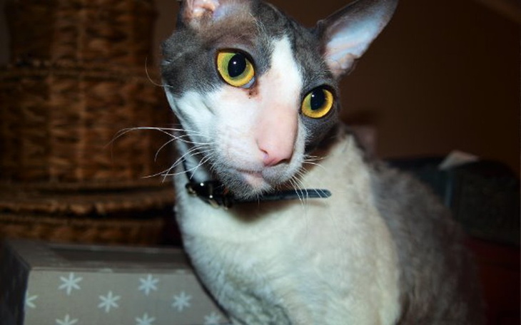 Zbiórka Kotka dla Olka - zdjęcie główne