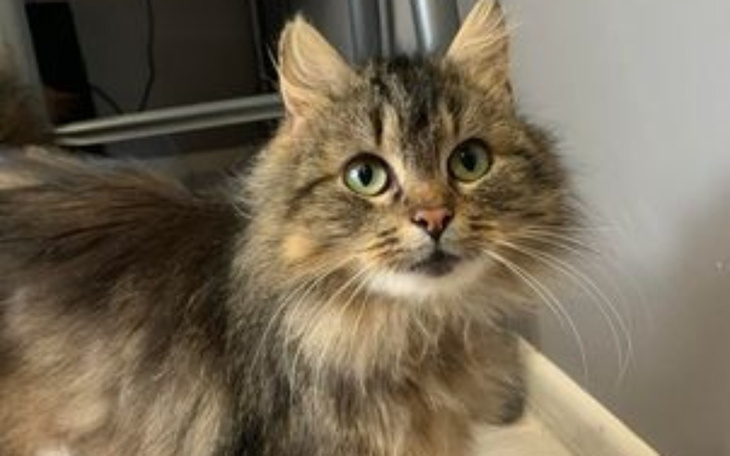 Zbiórka Kastracja Leosi - zdjęcie główne