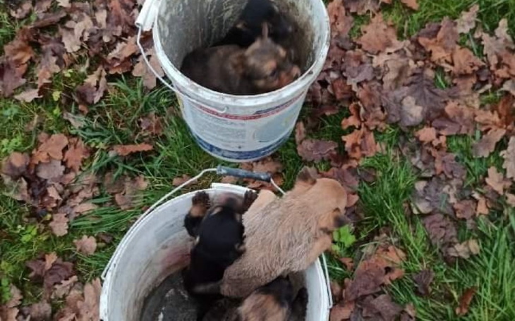 Zbiórka Kubełkowe szczenięta z lasu - zdjęcie główne