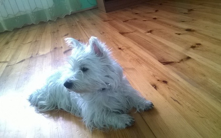 Zbiórka Karma dla psów - zdjęcie główne