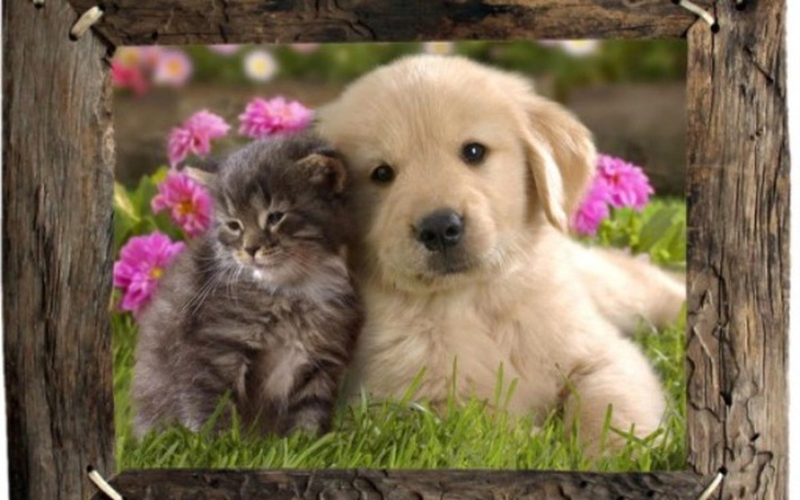 Zbiórka Zwierzeta schronisko - zdjęcie główne