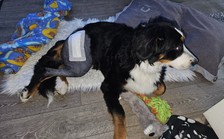 Zbiórka Wsparcie dla Belli - zdjęcie główne