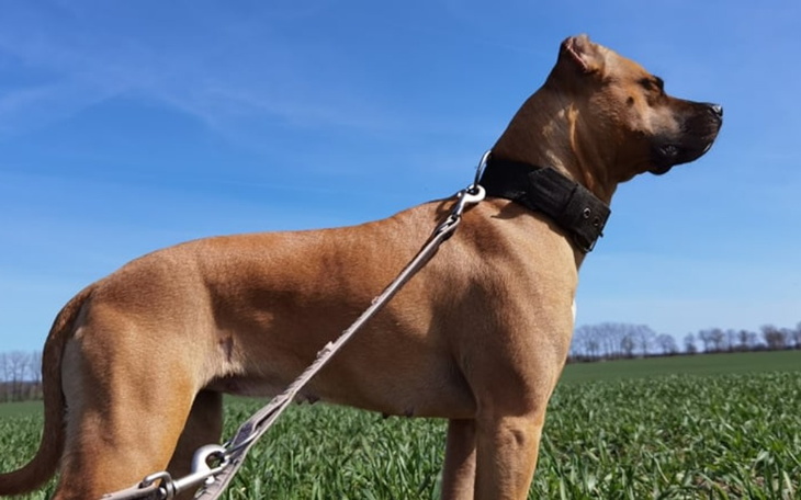 Zbiórka Pomoc Lenie - zdjęcie główne