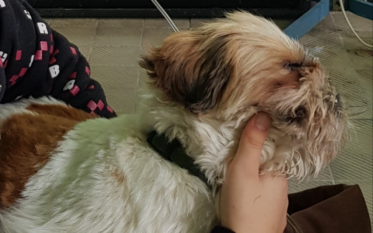 Zbiórka Na leczenie Shih tzu - zdjęcie główne