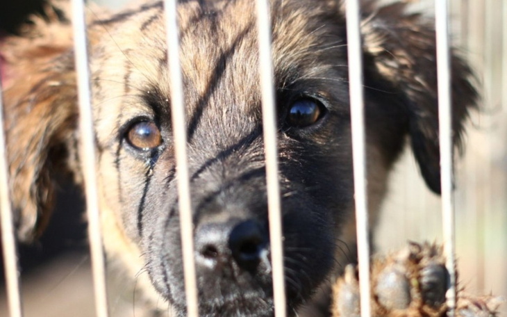 Zbiórka Schronisko Nowodwór Piaski. - zdjęcie główne