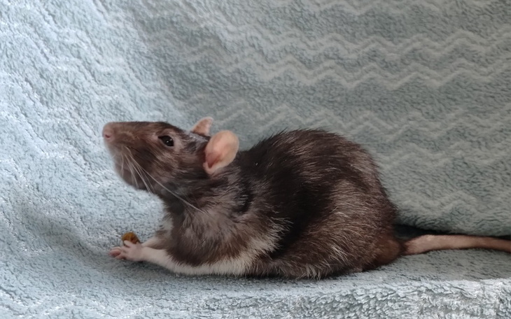 Zbiórka Świerkowa na ratunek - zdjęcie główne