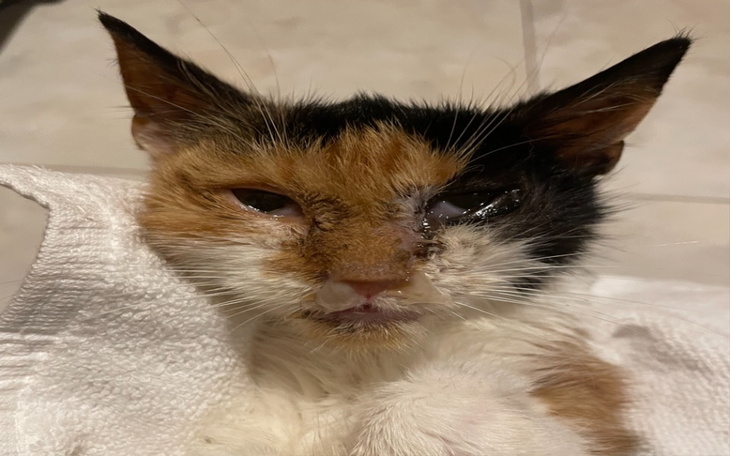 Zbiórka Życie Łatki - zdjęcie główne