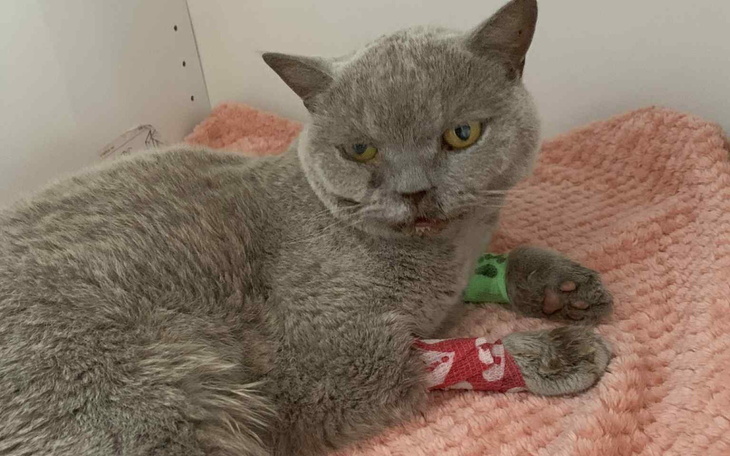 Kot z opatrunkami na łapach leży na różowym kocyku.