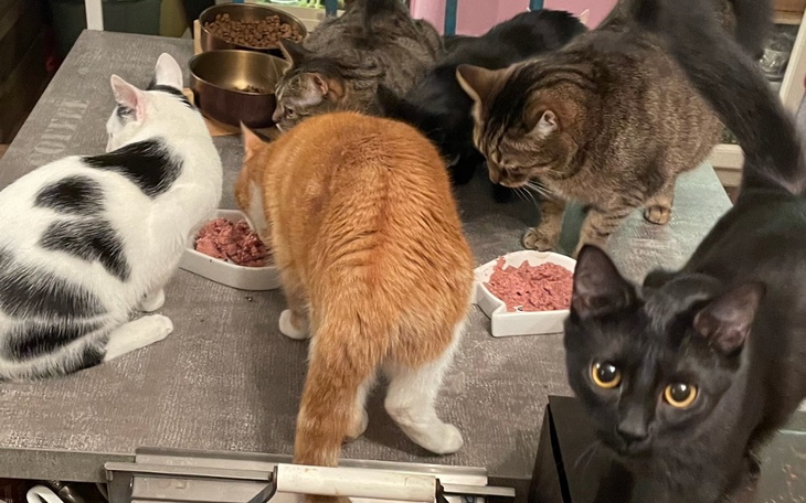 Zbiórka Na utrzymanie 8 kotow - zdjęcie główne