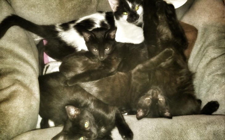 Zbiórka Kociaki bezdomniaki - na weta - zdjęcie główne