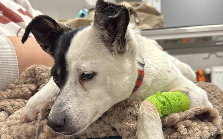 Pies leżący na kocu, z opatrunkiem na łapie.